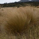 Chionochloa rubra subsp. cuprea Connor resmi