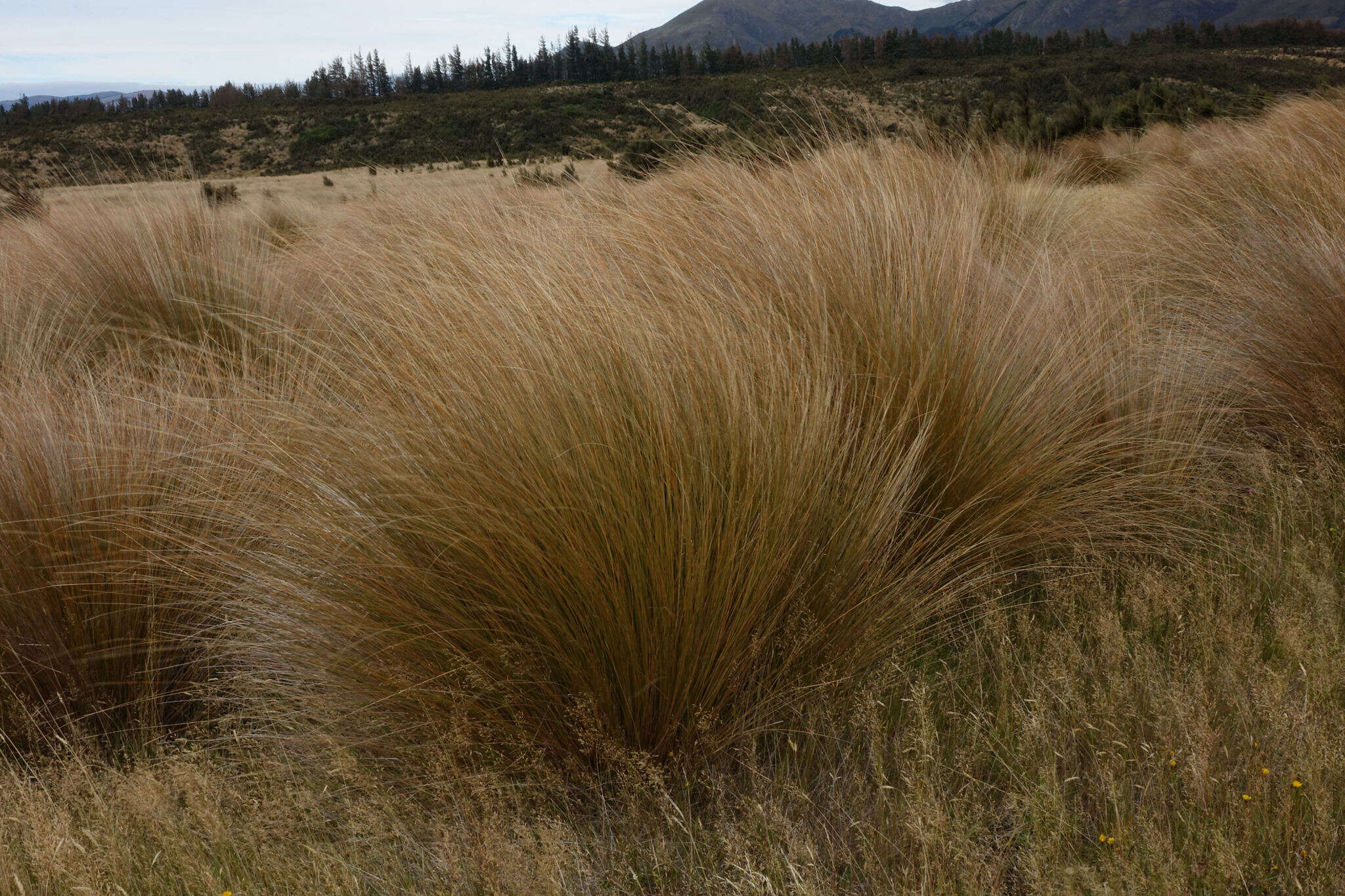 Plancia ëd Chionochloa rubra subsp. cuprea Connor