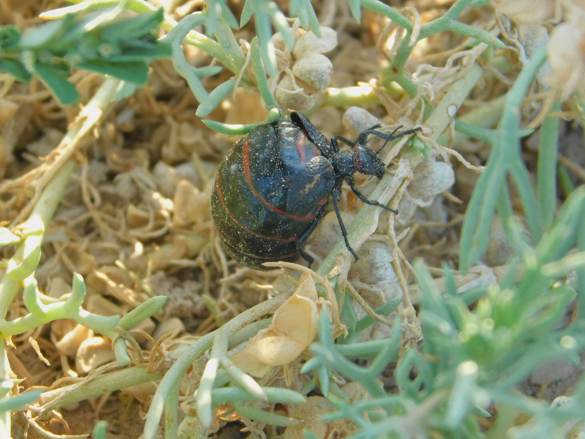 Image of Megetra punctata Selander 1965