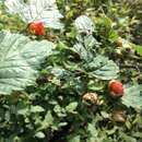 Image of Rubus subcrataegifolius (Lev. & Van.) Lev.