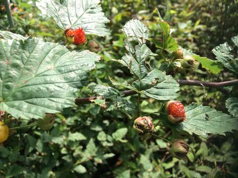 Image de Rubus subcrataegifolius (Lev. & Van.) Lev.