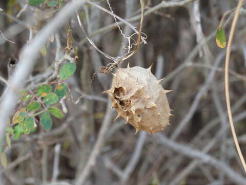 Image of luffa