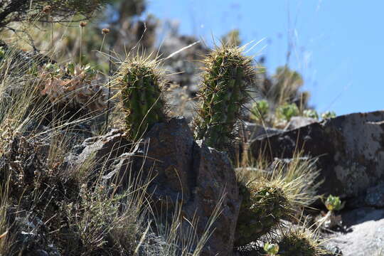 Echinopsis candicans (Gillies ex Salm-Dyck) D. R. Hunt的圖片