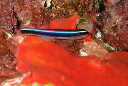 Image of Caribbean neon goby