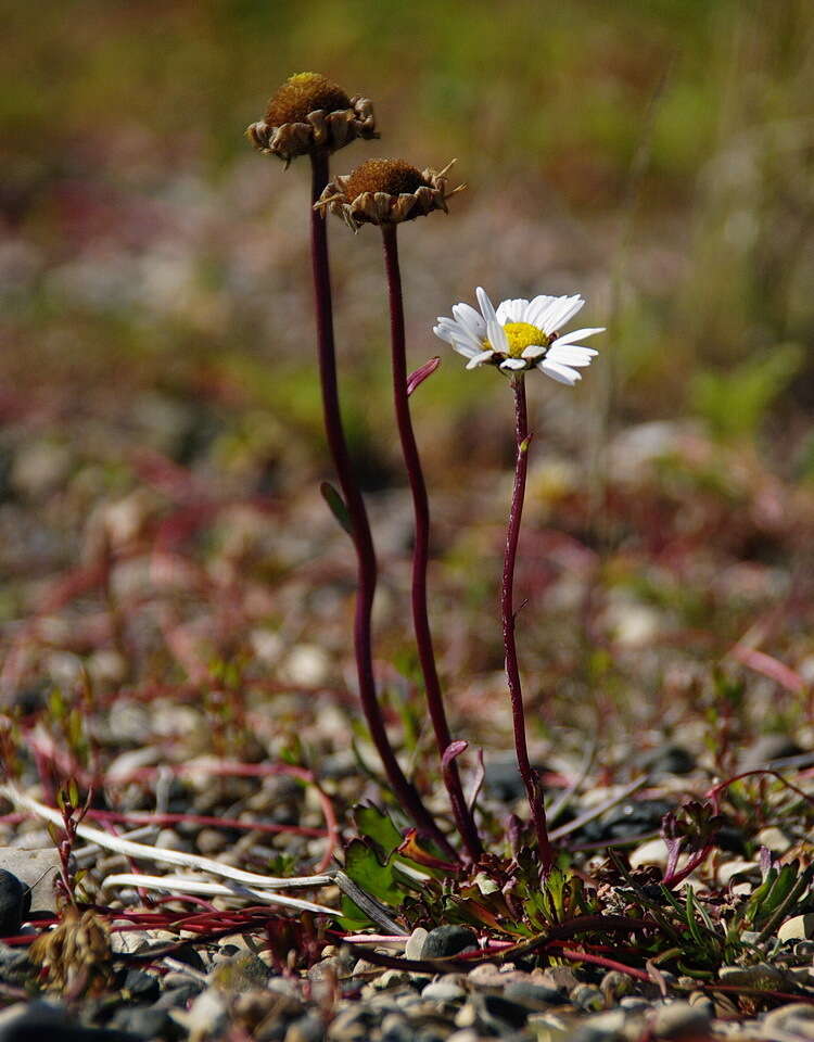 Слика од Arctanthemum