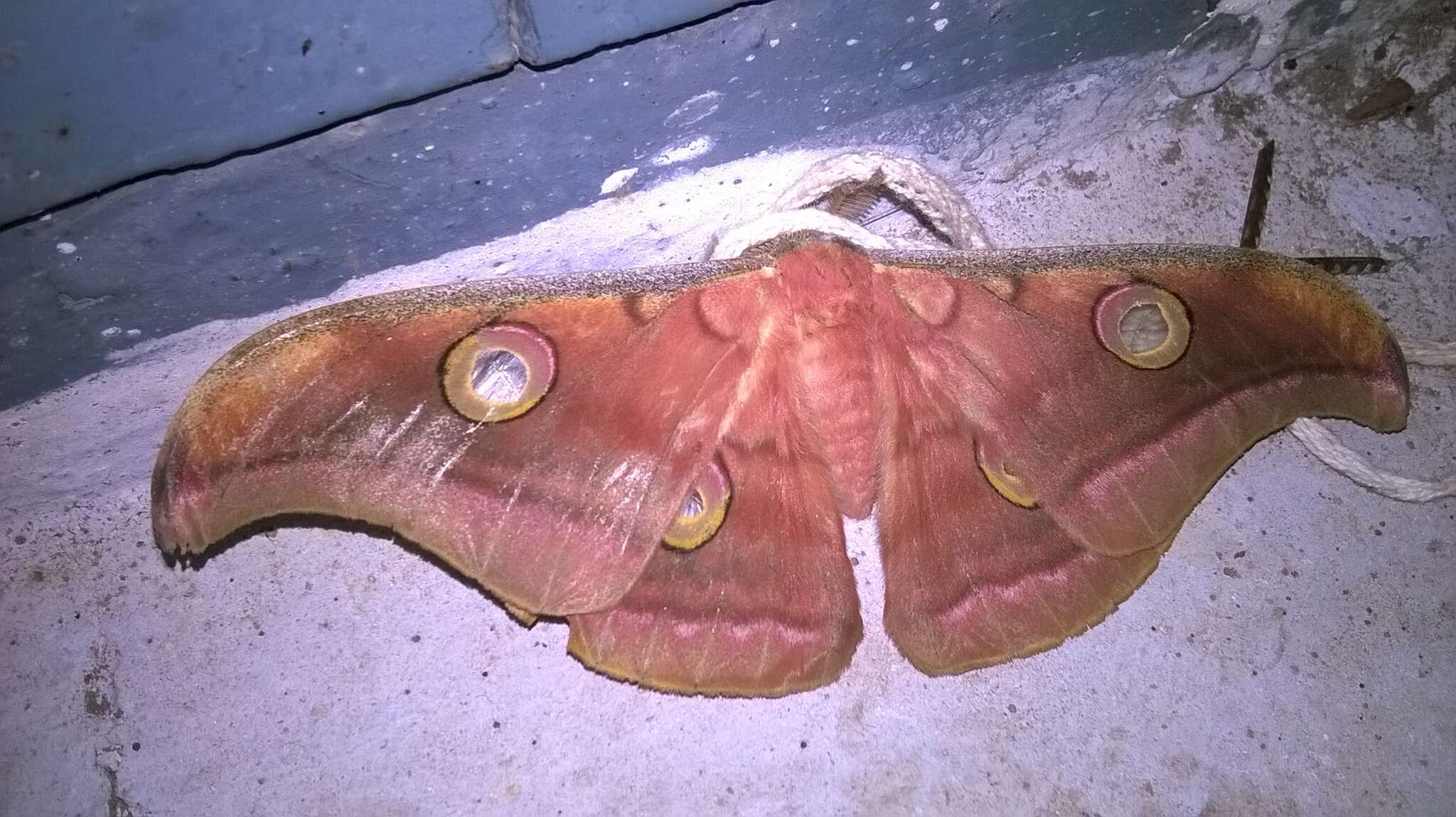 Image of Tasar Silk Moth