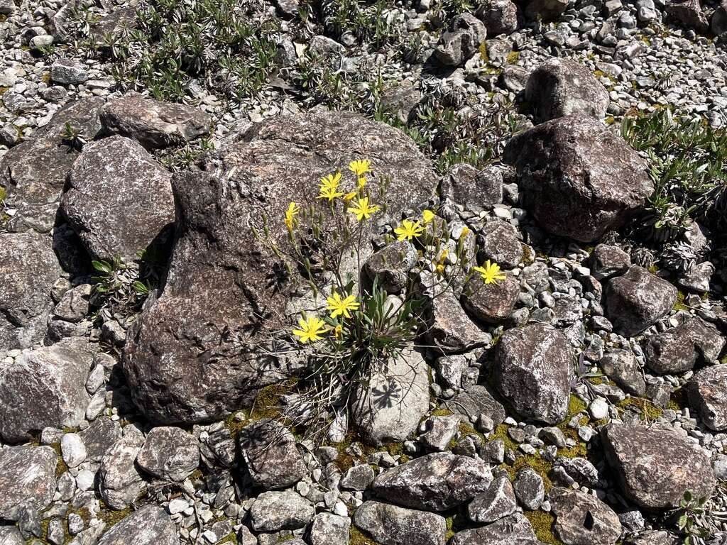 Image of Chondrilla chondrilloides (Ard.) Karsten