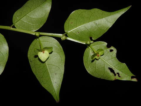 Image of Phyllanthus koghiensis Guillaumin