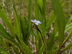 Image of Needle-Tip Blue-Eyed-Grass