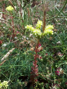 Image of Petrosedum sediforme (Jacq.) V. Grulich