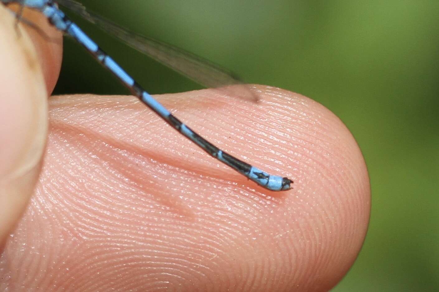 Image of New England Bluet