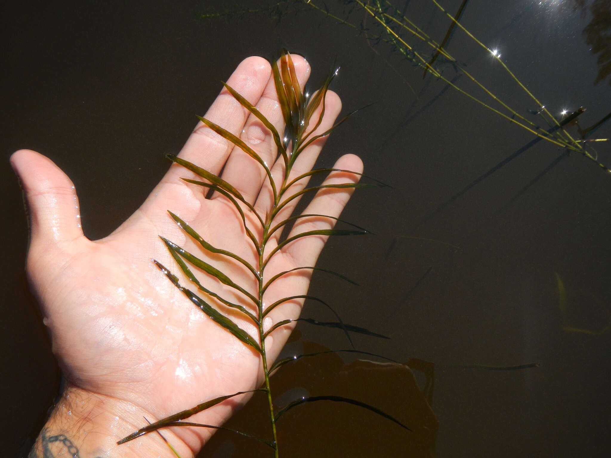 Image of Robbins' pondweed