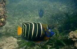 Image of Ear-spot Angelfish