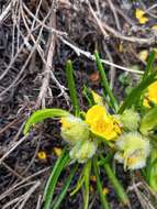 Image of Hibbertia huegelii (Endl.) F. Müll.