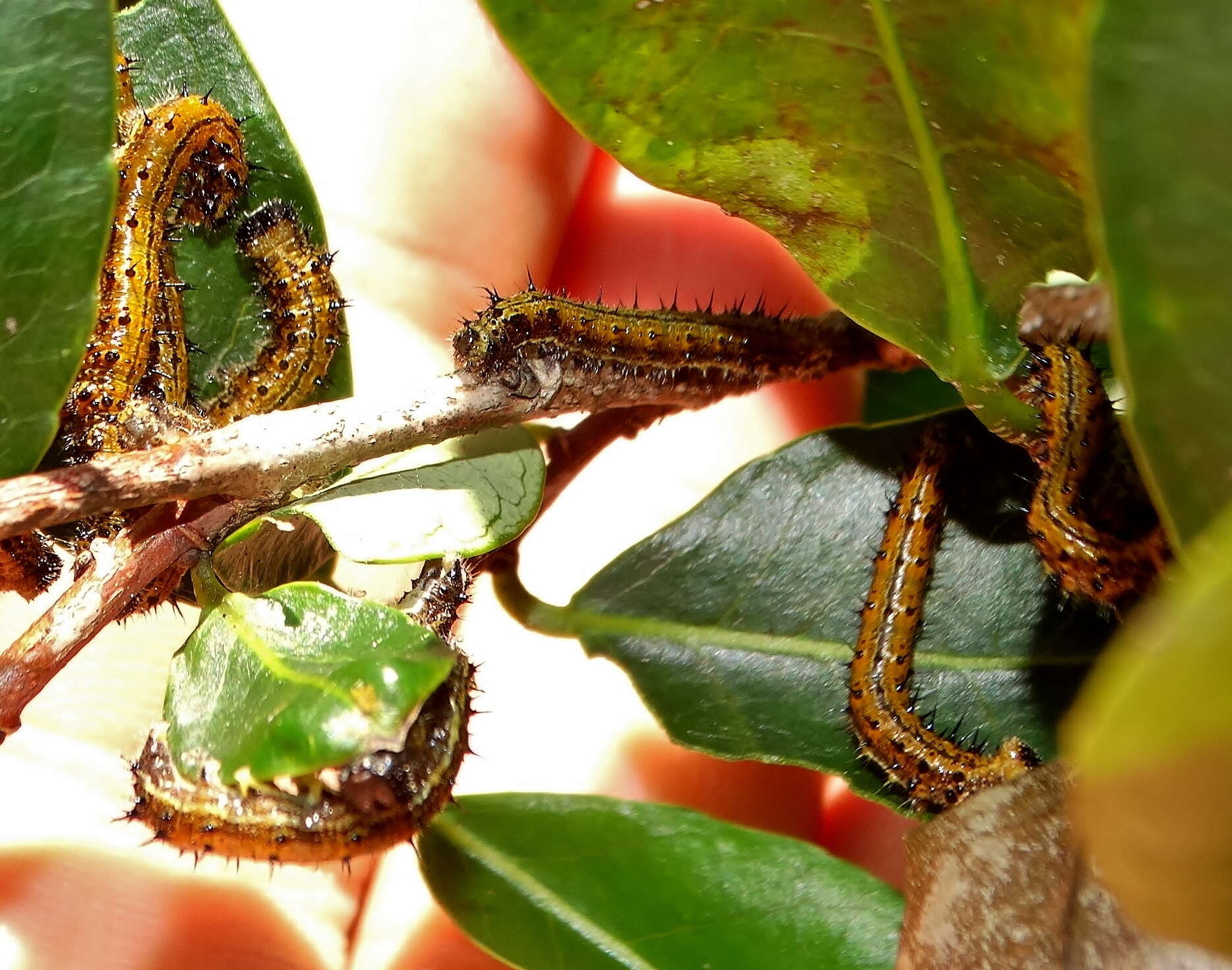 Image de Sclerocroton integerrimus Hochst.