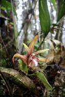 Image of Maxillaria striata Rolfe