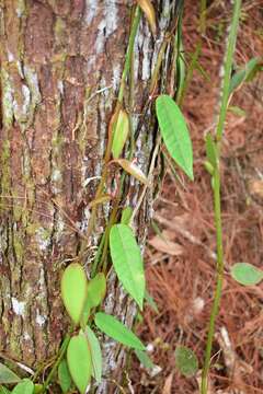 Image of Vanilla bicolor Lindl.