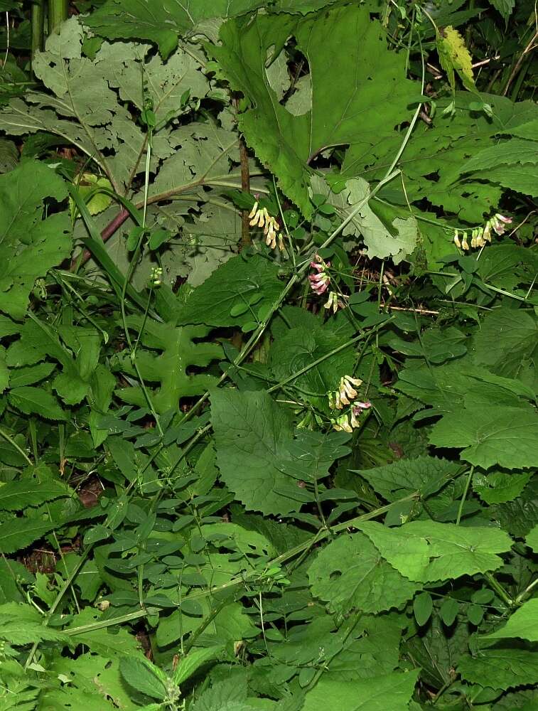 Imagem de Vicia dumetorum L.