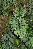 Image of Hawai'i bristle fern