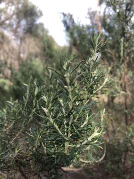 Image of Twiggy Daisy-bush