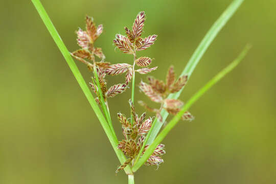 Imagem de Cyperus diandrus Torr.