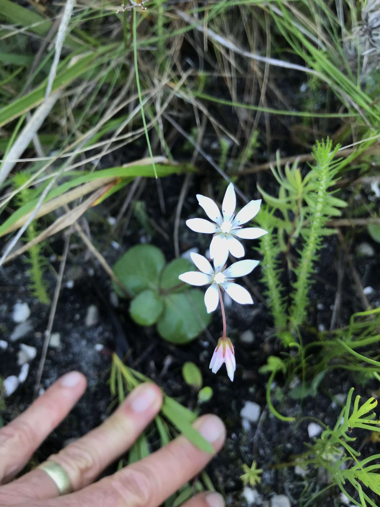 Image of Crassula capensis (L.) Baill.