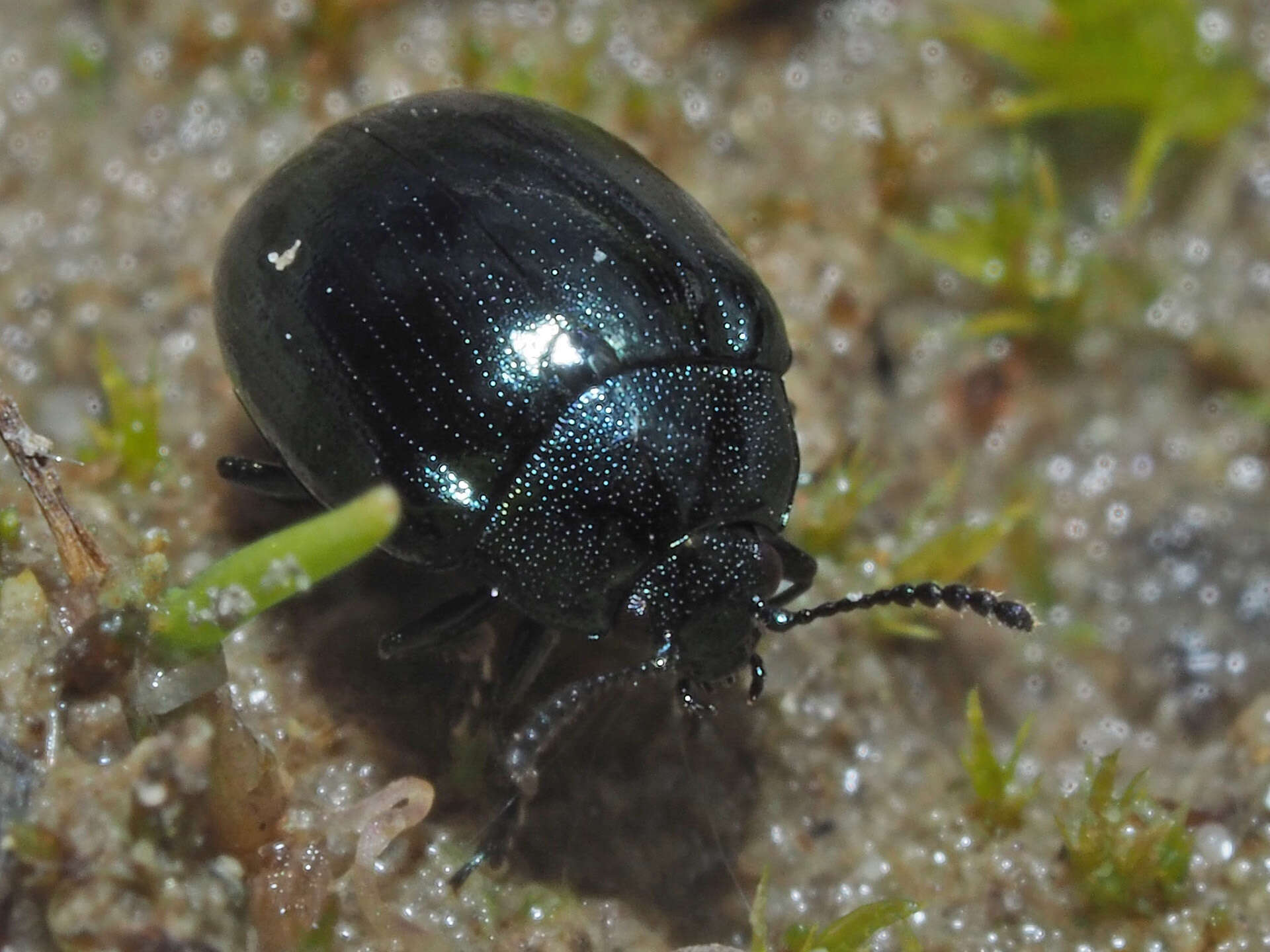 Слика од Phaedon (Phaedon) armoraciae (Linnaeus 1758)