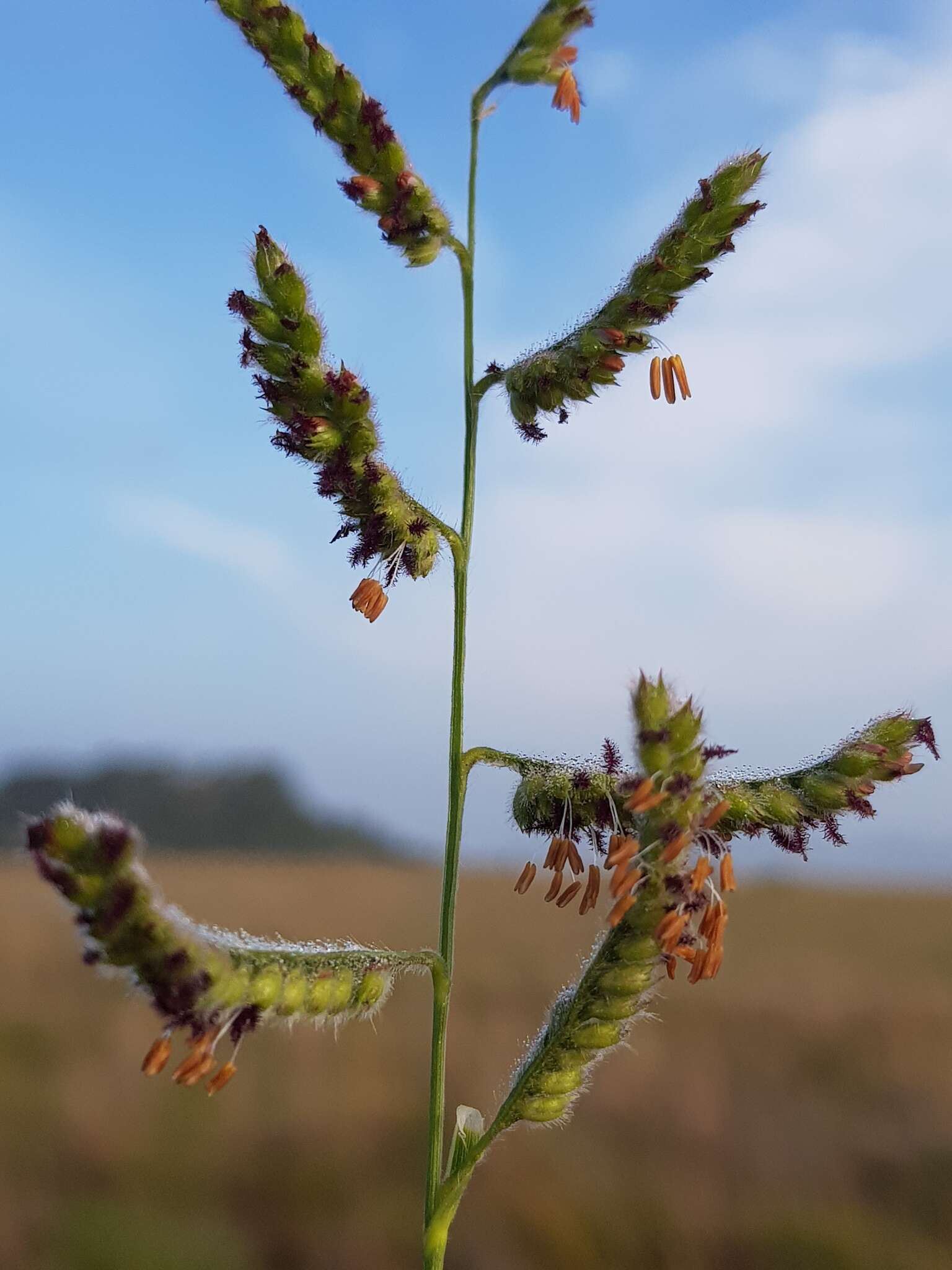 Plancia ëd Brachiaria nigropedata (Munro ex Ficalho & Hiern) Stapf