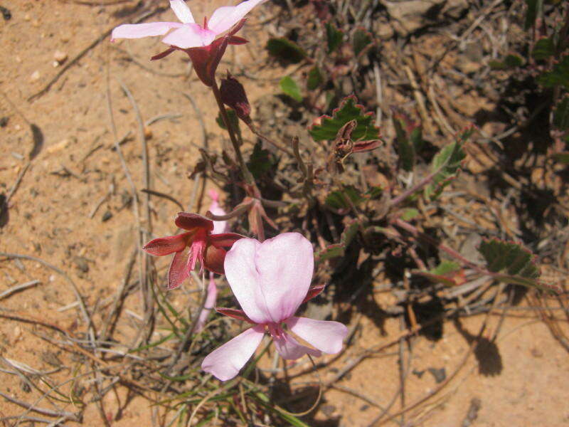 Image of Pelargonium ovale (Burm. fil.) L'Her.