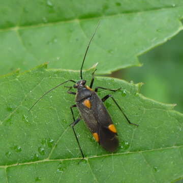 Image of Capsodes flavomarginatus (Donovan 1798)