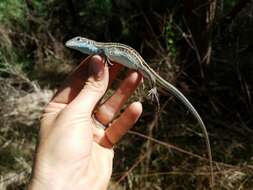 Image of Sonoran Spotted Whiptail