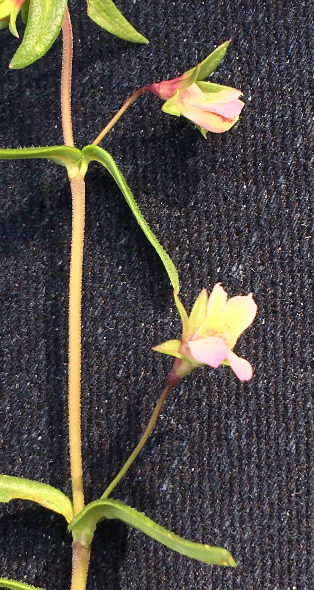 Image of spinster's blue eyed Mary