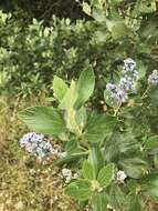 Image de Ceanothus arboreus Greene