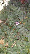 Image of Common Stork's-bill