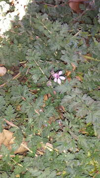 Image of Common Stork's-bill