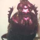 Imagem de Onthophagus viridivinosus Kohlmann & Solis 2001