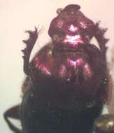 Image of Onthophagus viridivinosus Kohlmann & Solis 2001