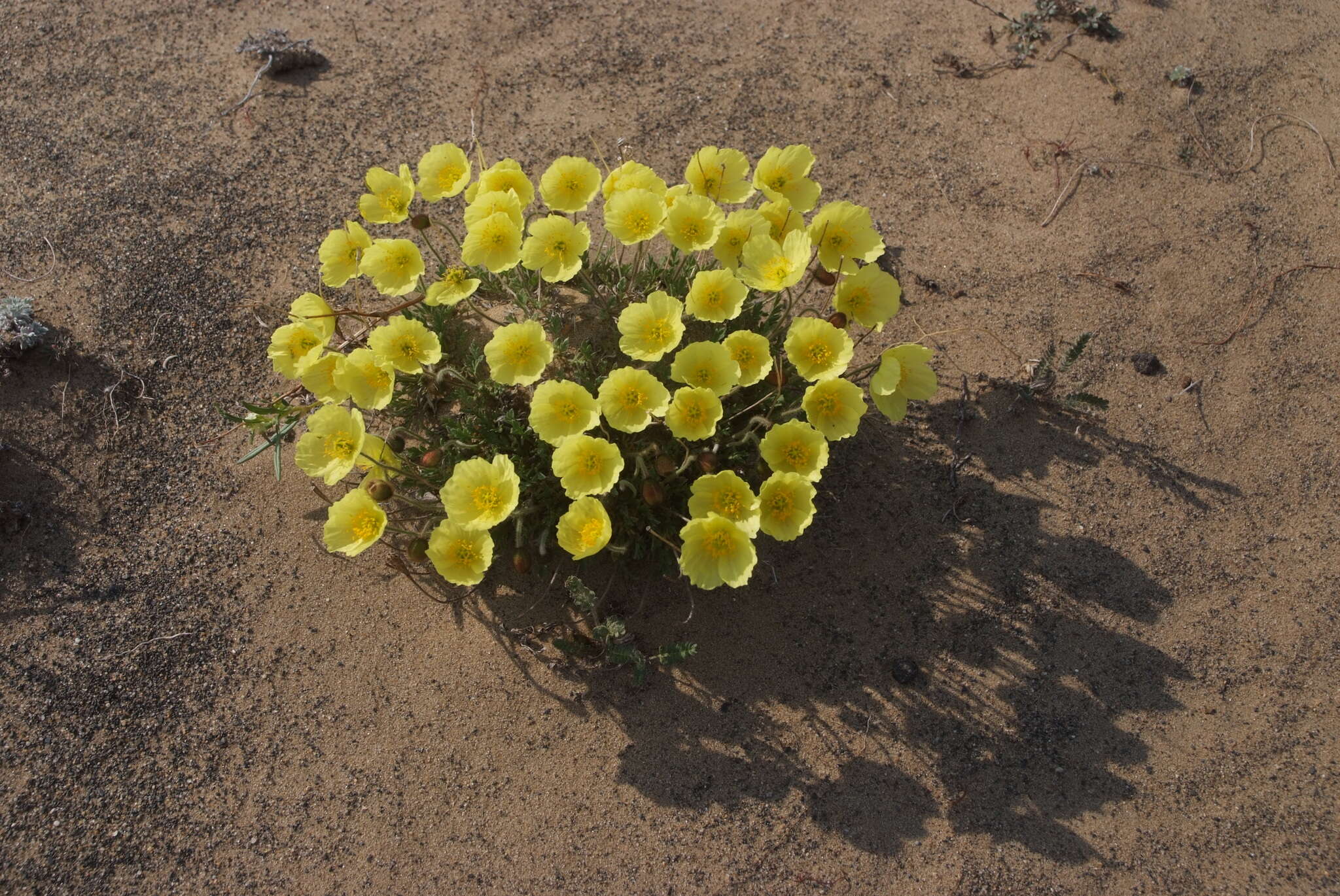 Слика од Papaver pulvinatum subsp. lenaense A. I. Tolmachev