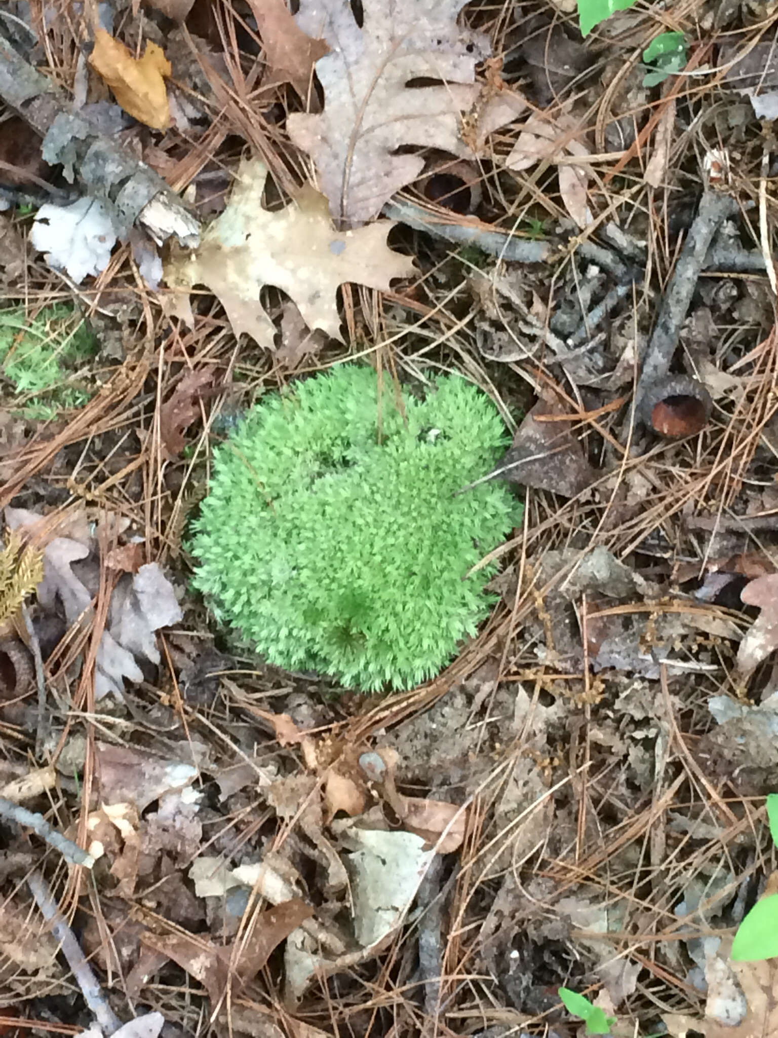 Image of leucobryum moss