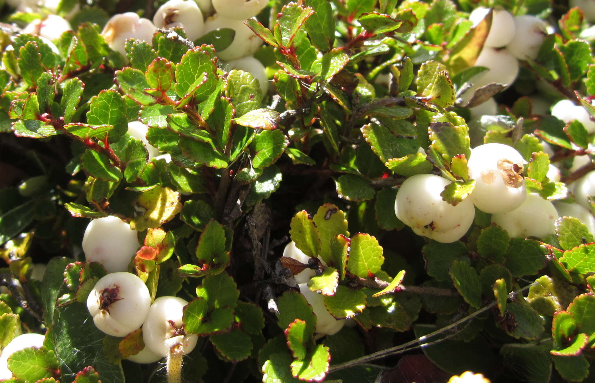 Image of Gaultheria depressa Hook. fil.