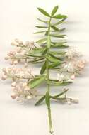 Image de Asparagus densiflorus (Kunth) Jessop