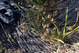 Image of Erica filiformis Salisb.