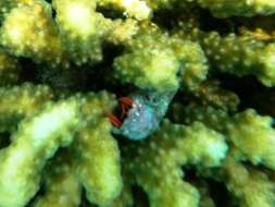 Image of California scarlet hermit crab