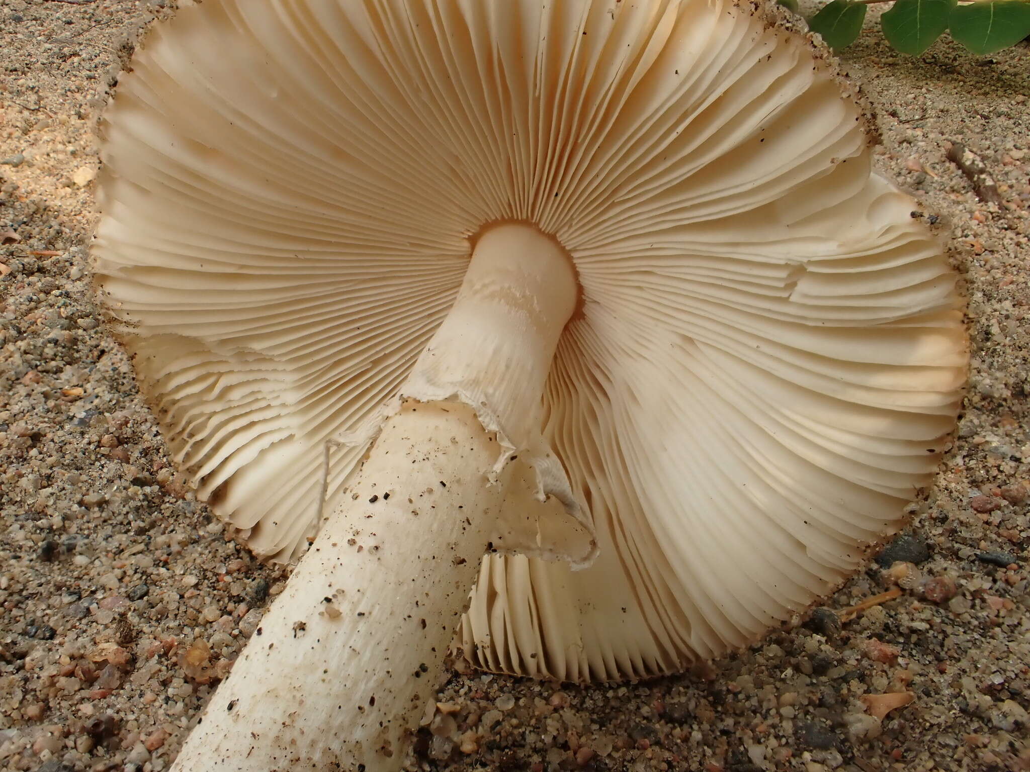 Image of Amanita murrilliana Singer 1951