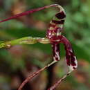 Plancia ëd Masdevallia ximenae Luer & Hirtz