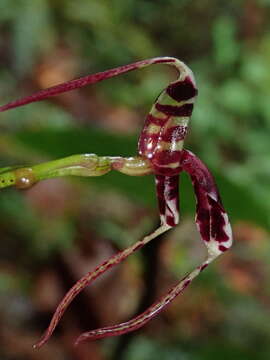 Plancia ëd Masdevallia ximenae Luer & Hirtz