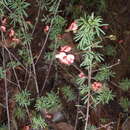 Image of Indigofera verrucosa Eckl. & Zeyh.