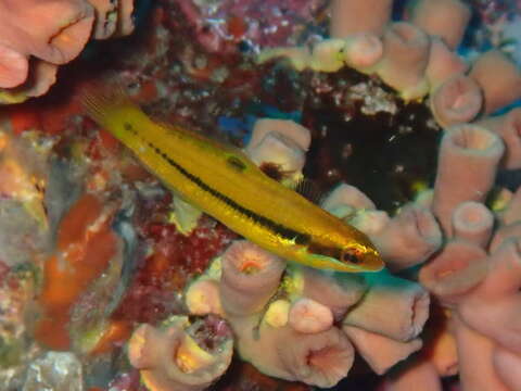 Image of Newton's Wrasse