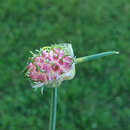Image of Allium vineale L.