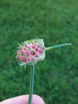 Image of Allium vineale L.